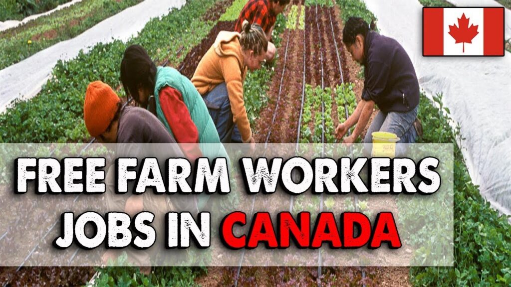 Farm Worker Jobs in Canada with Visa Sponsorship 2024